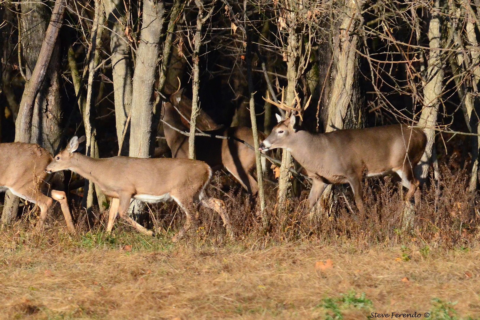 natural-world-through-my-camera-the-whitetail-deer-mating-ritual